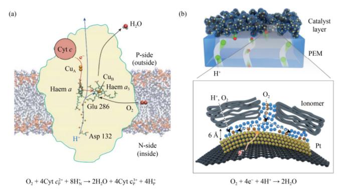 Mechanisms of oxygen reduction reaction