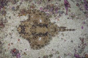 Pacific Starry Skate