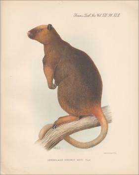 Wondiwoi Tree Kangaroo