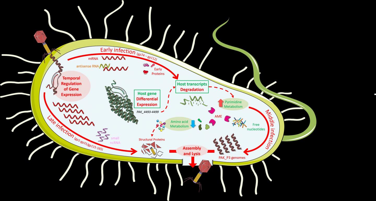 Potential Phage Therapy Virus Massively Alters RNA Metabolism During Infection