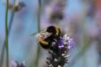 How Common Crop Pesticide Harms Bees (2 of 3)