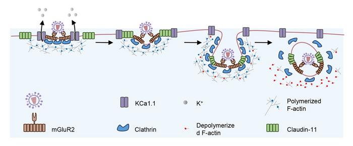 Claudin-11促进流感病毒通过CME进入细胞模式图