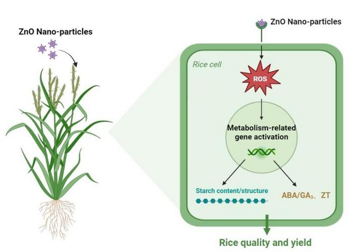 ZnO nanoparticle-mediated enhancement of rice grain quality and yield.