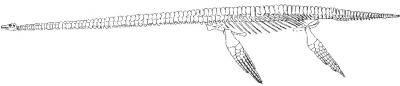 Long Neck