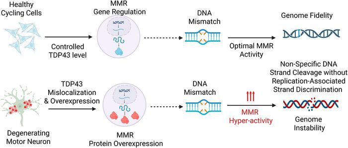 Graphical representation of the study's abstract