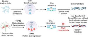 Graphical representation of the study's abstract