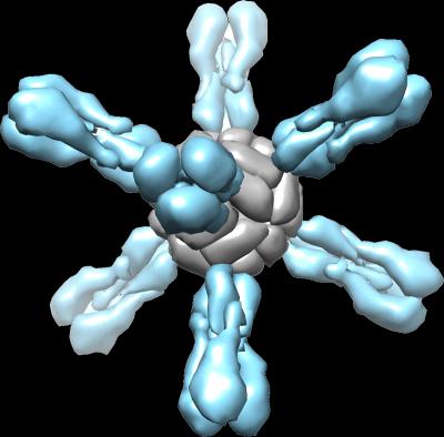 Ferritin is Fused with the Influenza Protein Hemagglutinin
