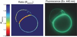 A jolt to the system: Scripps Research biophysicists uncover new electrical transmission in cells