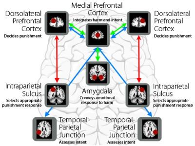 Areas of the Brain Involved in Third Party Punishment
