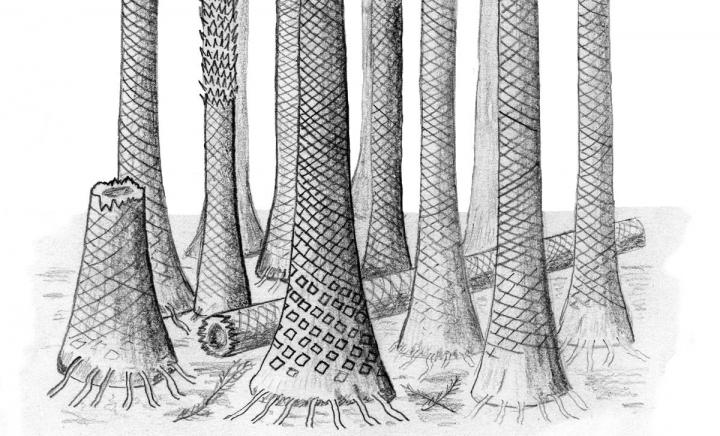 Reconstructed Drawing of Svalbard Fossil Forest