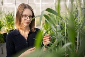 Australian scientists are harnessing the power of plants to help recover valuable resources from mining waste