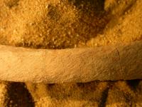 Knife Marks on External Surfaces of Two Rib Bone Fragments