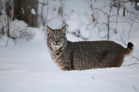 Bobcat in Winter