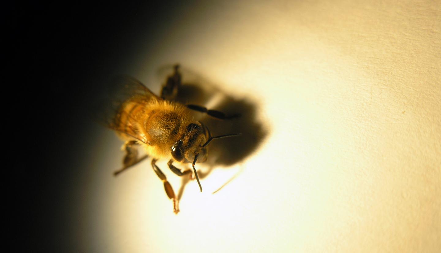 Honey Bee 1