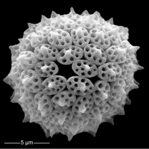 Coccolithophore_Holococcolithophore_EMed_MGrelaud