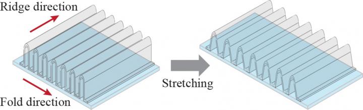 Transparent Conductor Stretches, Like an Accordion