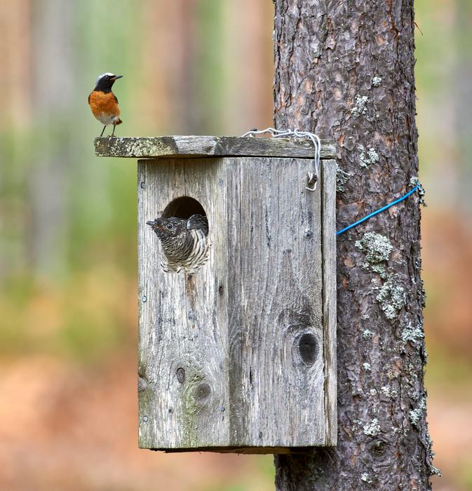 Common redstart male and a cuckoo chick at their cavity nestbox before fledging.