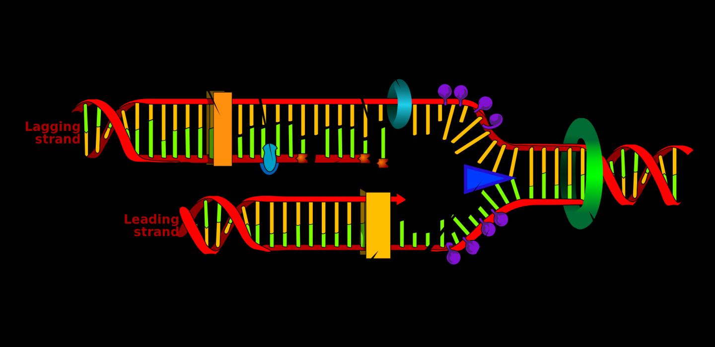 Figure 1: DNA Replication