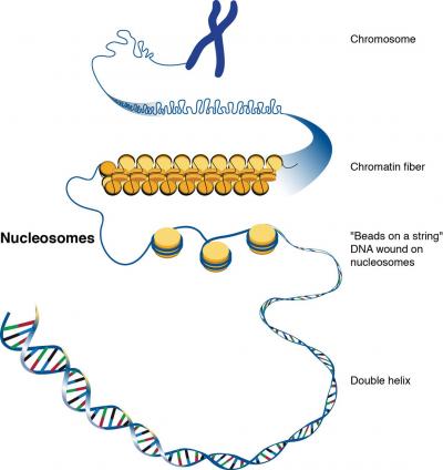 Chromatin