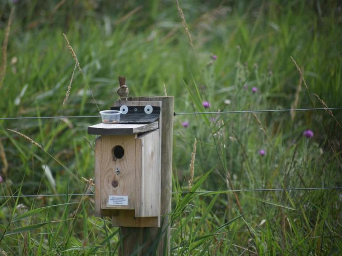 birds feed on spotted lanternflies