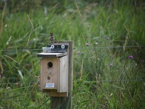 birds feed on spotted lanternflies