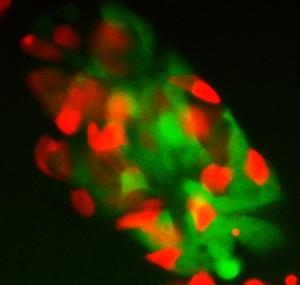 Two types of stem cells in co-culture
