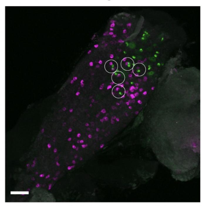 Mouse vagal ganglion