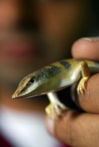Sandfish Lizard (1 of 2)