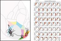 A New Way of Mapping the Brain
