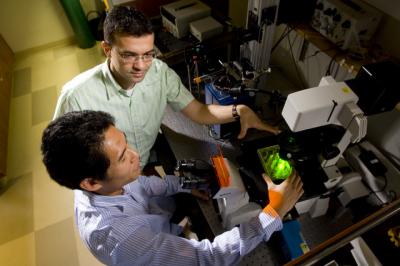 Brian Liau and Nenad Buirsac, Duke University