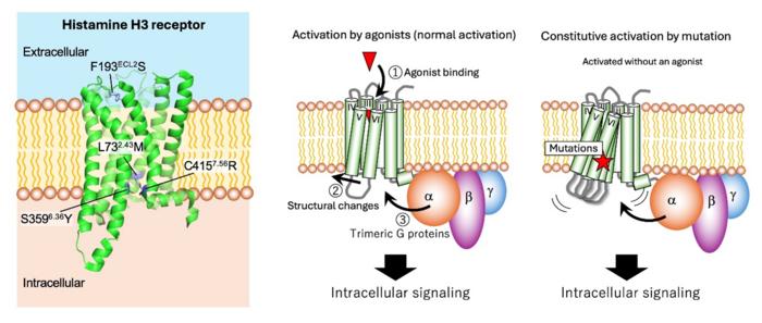 Activation of the histamine H3 receptor