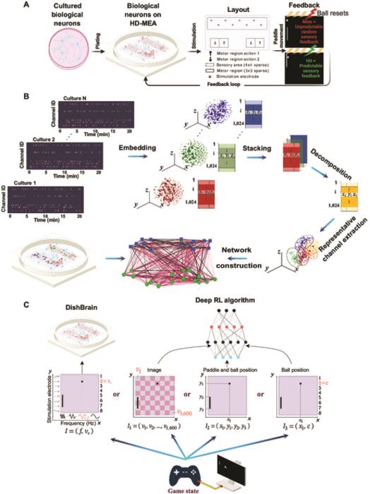 DishBrain biological neural network architecture