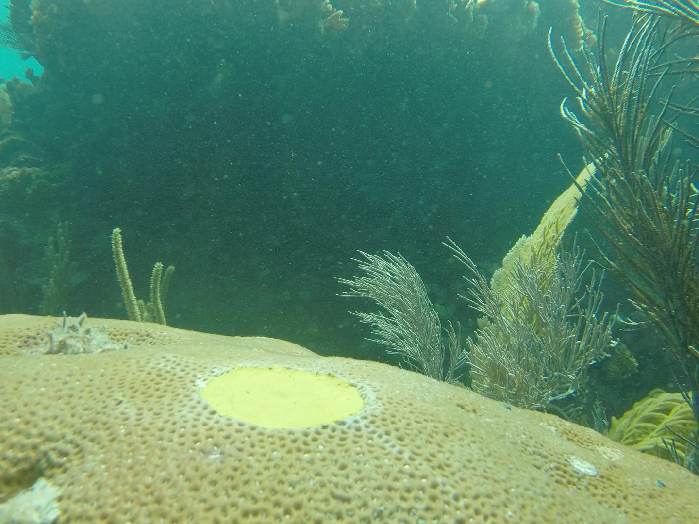 Coral Core