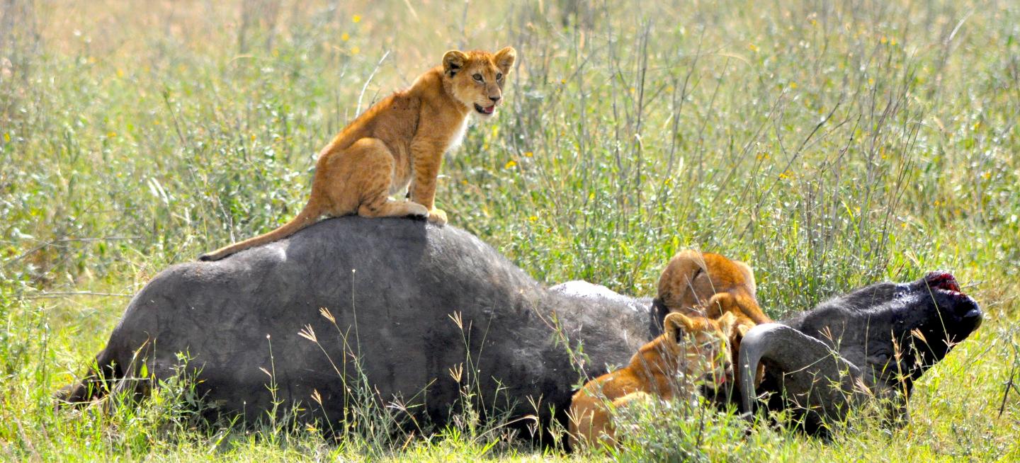 Predator-Prey Pattern Consistent Across Diverse Ecosystems (6 of 6)