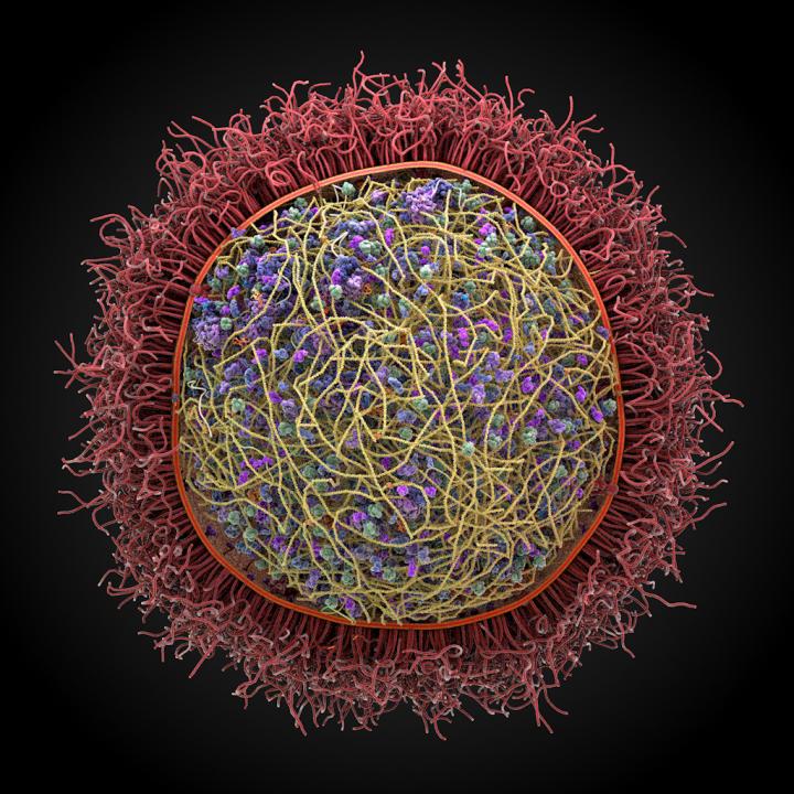 Modeling a Microorganism