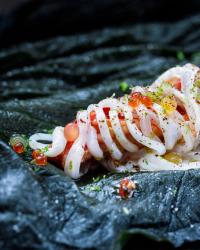 <i>Loligo forbesii</i> With Lobster
