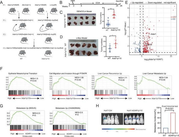 ADAR1p110 promotes HCC metastasis.