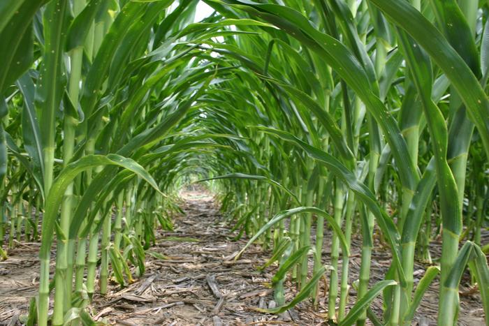 Corn at the UT Milan AgResearch and Education Center