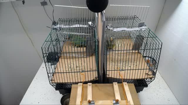 Conure Successful Collaboration