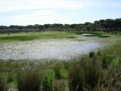 Zahillo Lagoon in Doñana National Park
