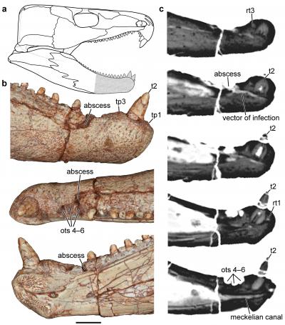 A Paleozoic Pain in the Jaw