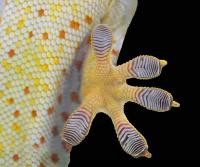 Gecko toe pads