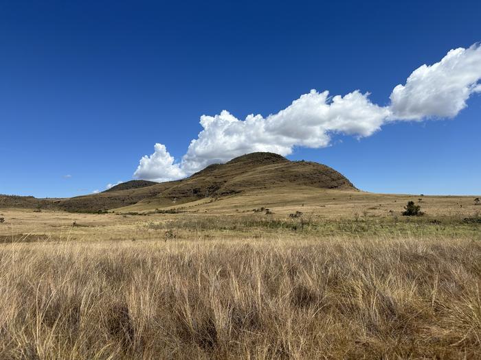 The Cerrado is home to more than 4,000 native plant species, as well as animals such as pumas, tapirs, maned wolves, and giant anteaters.