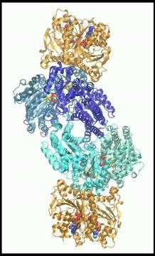 Dynamic Duo: Nitrogenase Electron Pathways
