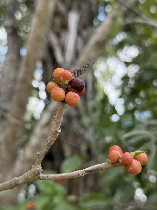wild figs