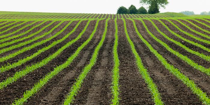 Cover crops