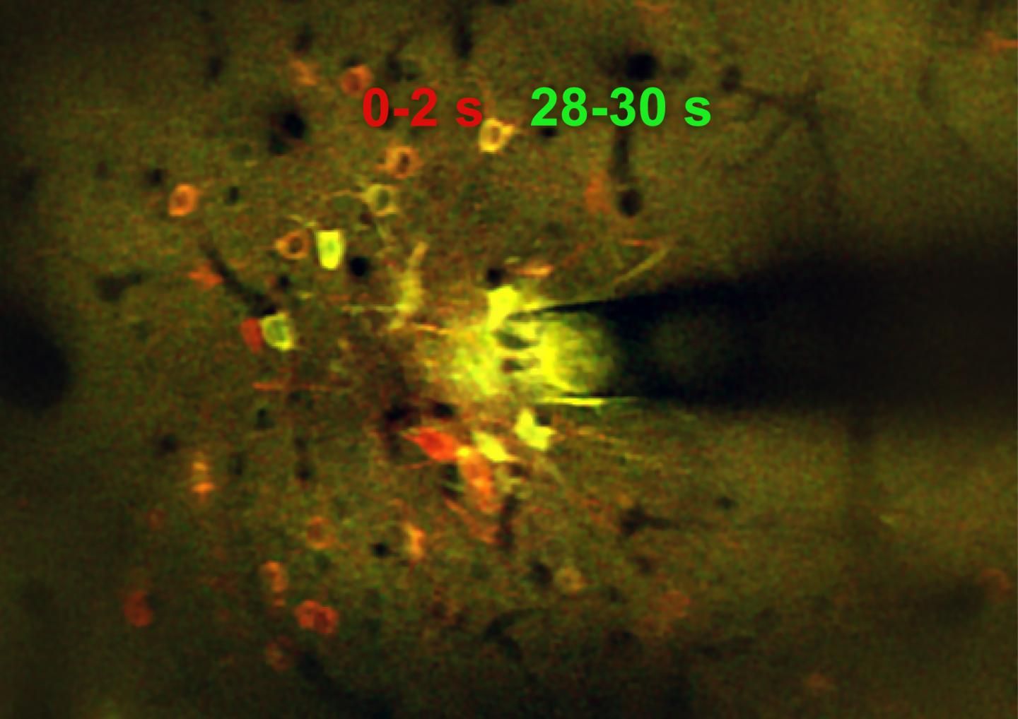 Microstimulation in Mouse Cortex
