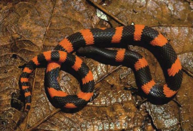 <I>Geophis lorancai</I>