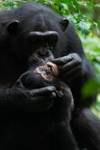 Chimpanzee mother with her offspring