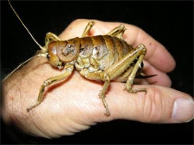 Female Giant Weta (<I>Deinacrida rugosa</I>)